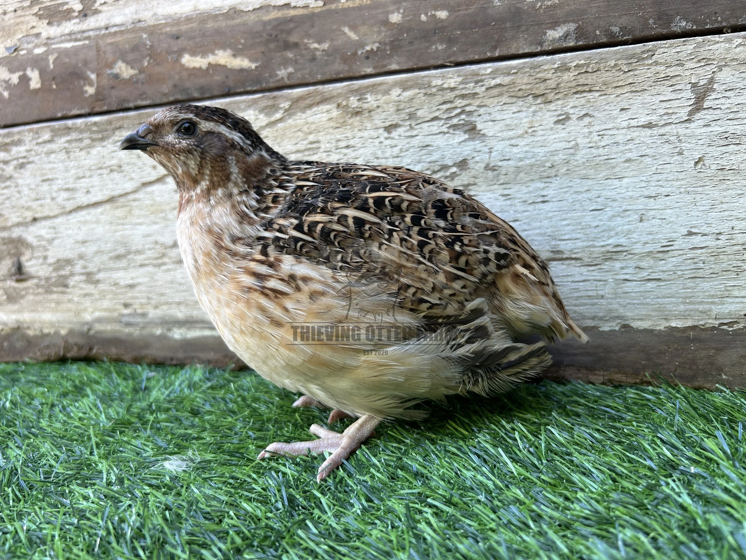 Thieving Otter Farm Calico Quail Collection — Thieving Otter Farm